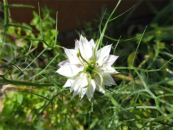 Flower and leaves