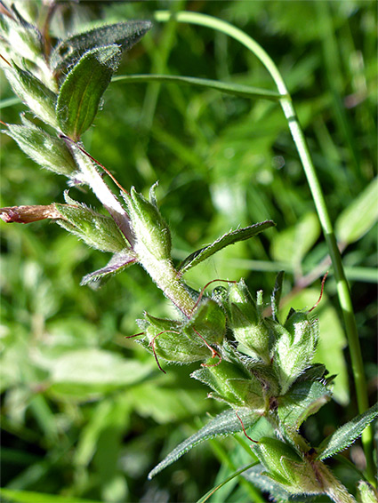 Hairy stem