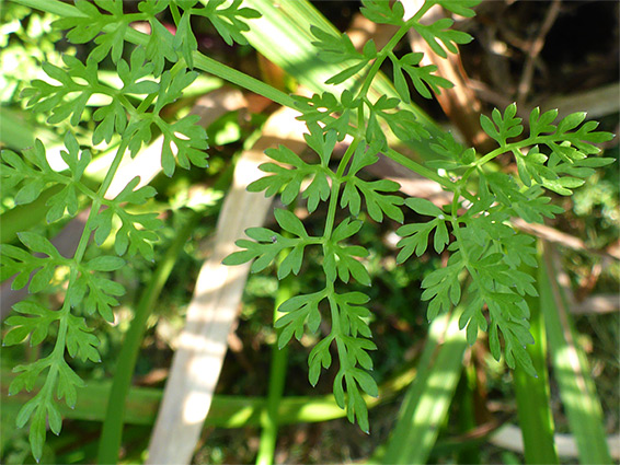 Finely-divided leaves