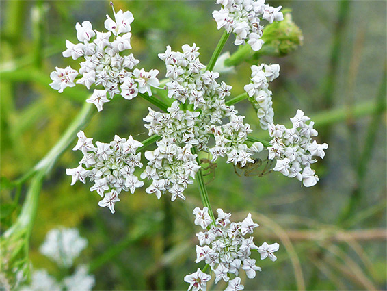 In-rolled petals