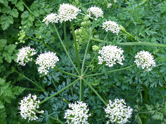 Umbel