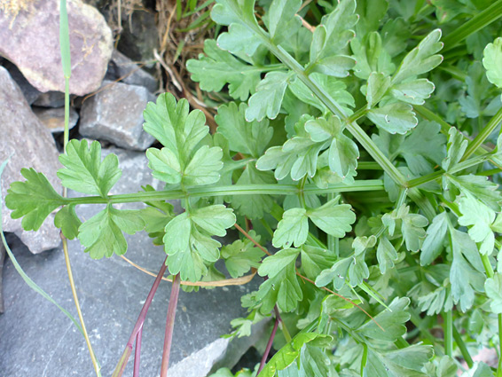 Hairless leaves