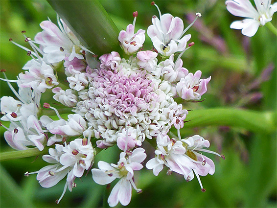 Tubular water-dropwort (oenanthe fistulosa), Puxton Moor, Somerset