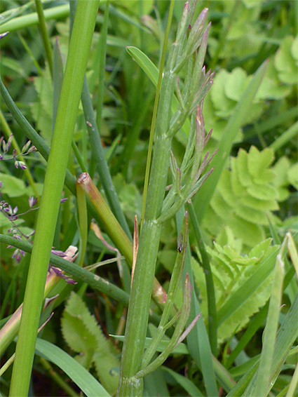 Leaves