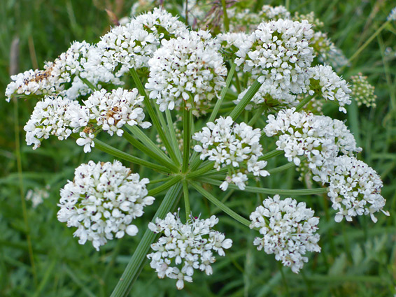 Oenanthe lachenalii (parsley water-dropwort), Great Traston Meadows, Newport