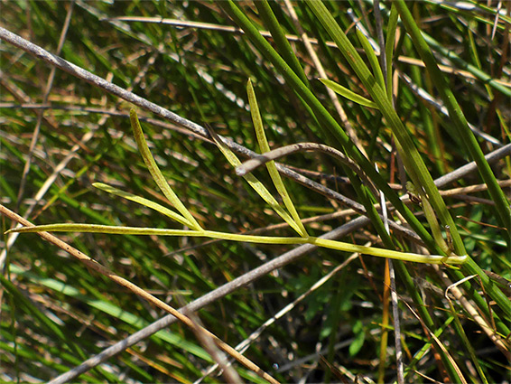 Yellow-green leaf