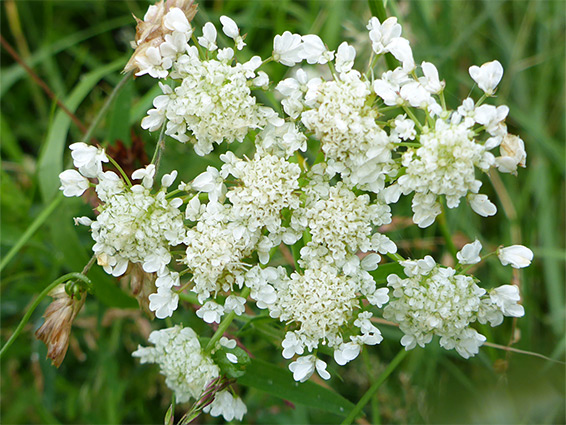 Flat-topped clusters