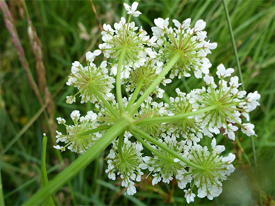 Bracteoles and bracts