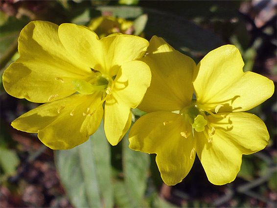 Oenothera biennis (common evening primrose), Stoke Gifford, Bristol