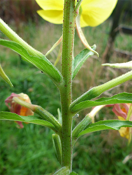 Hairy stem