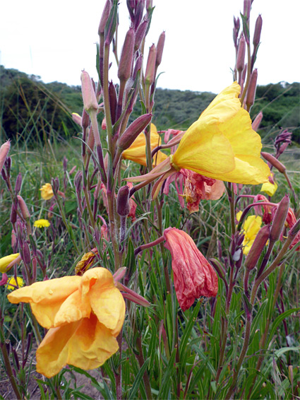 Buds and flowers