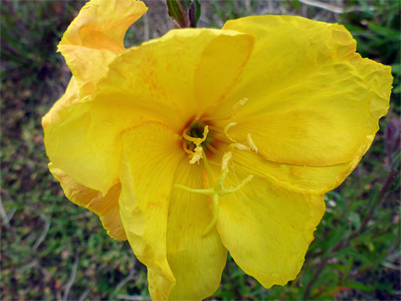 Yellow flower