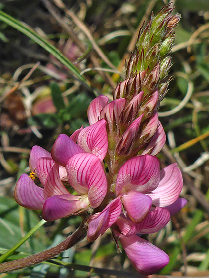 Stipy pink flowers
