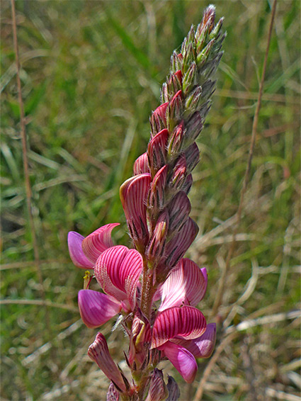 Narrow inflorescence