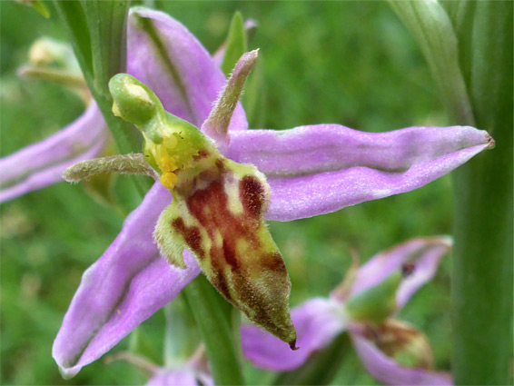 Wasp orchid