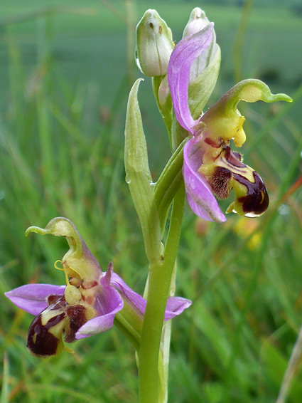 Side view of two flowers