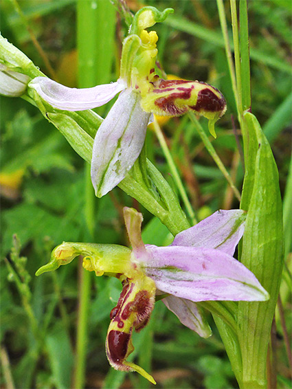 Two wasp orchids
