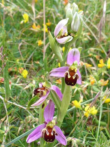 Developing flowers