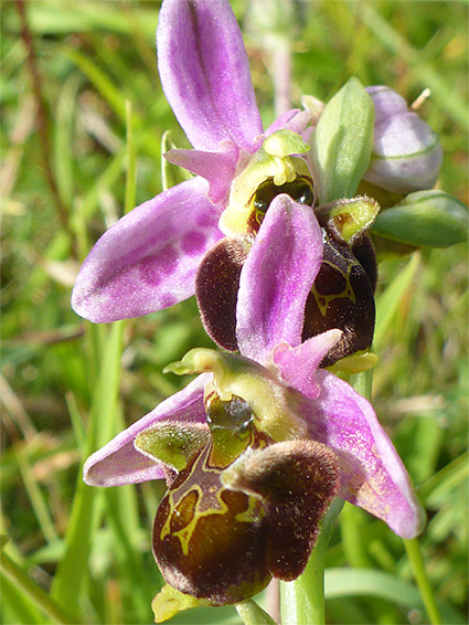 Pink sepals