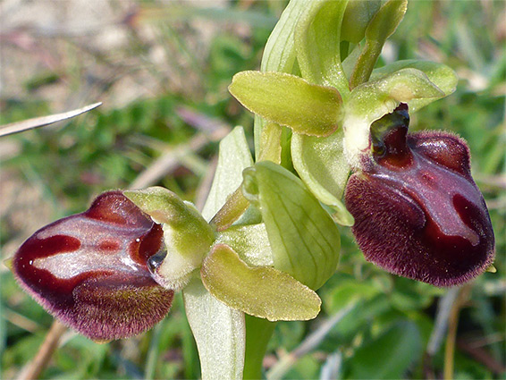 Pair of flowers