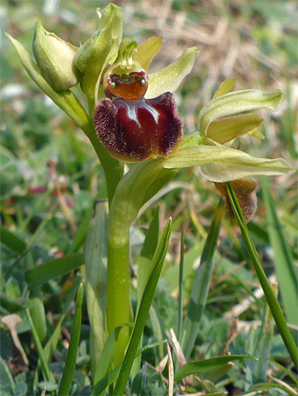 Flower and bud