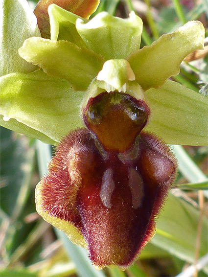 Furry labellum