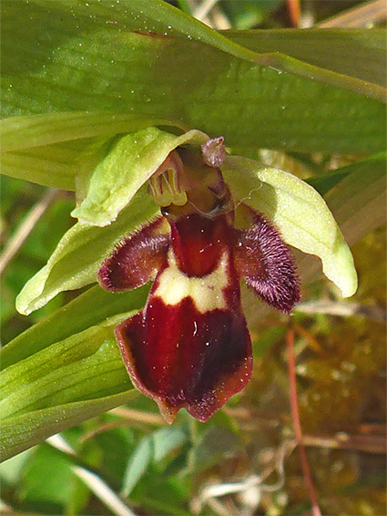 Single flower