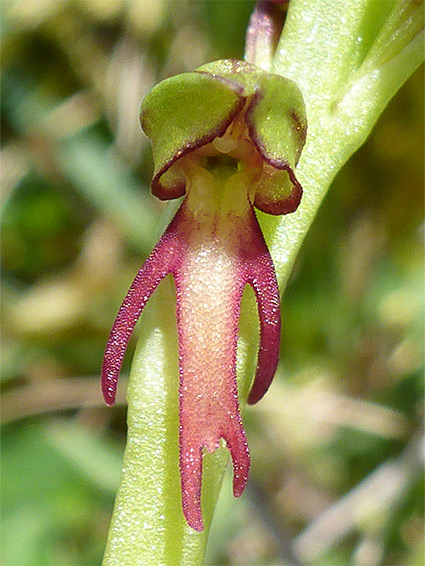 Orchis anthropophora (man orchid), Bredon Hill, Worcestershire