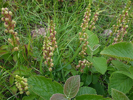 Many stems