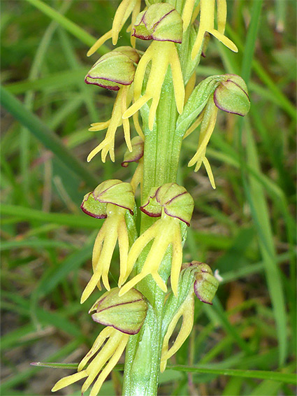 Yellowish flowers