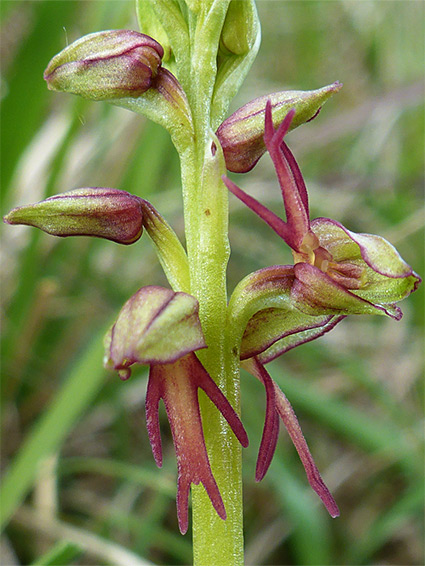 Vertical flower cluster