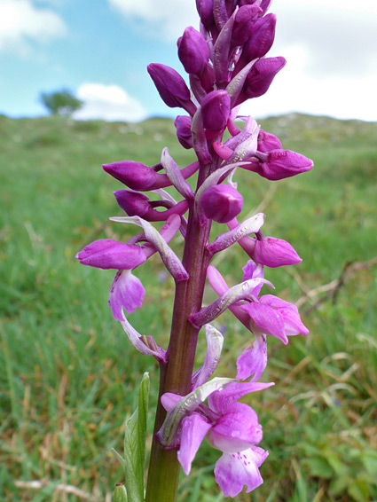 Elongated inflorescence