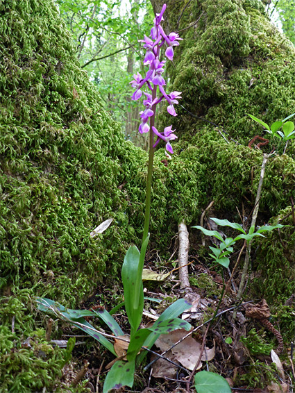 Plant on a mossy tree