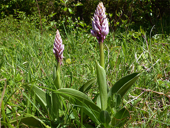 Two flowering stems