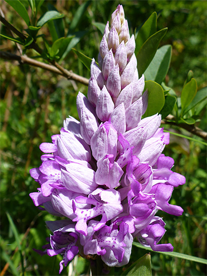 Pyramidal cluster