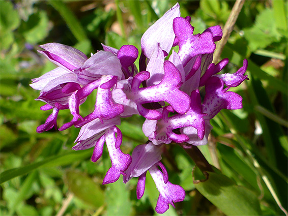 Compact flower cluster