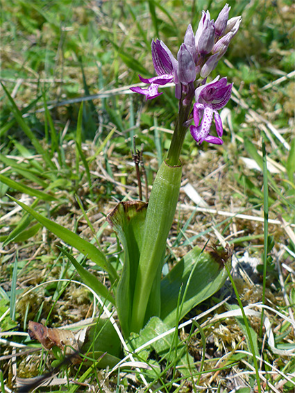 Flowers, stem and leaves