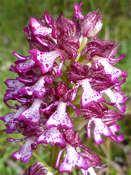 Inflorescence