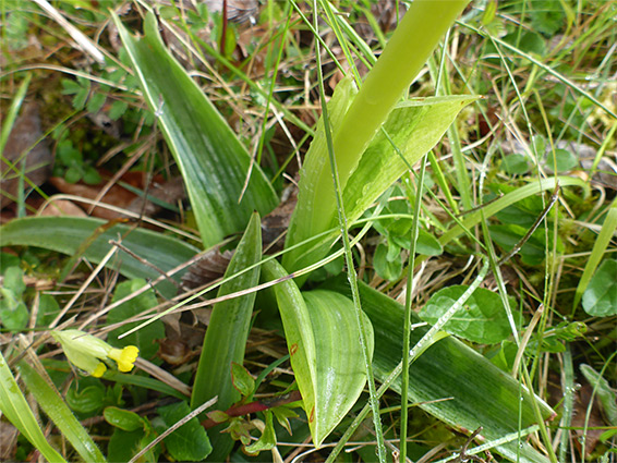 Basal leaves