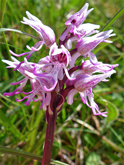 Clustered inflorescence