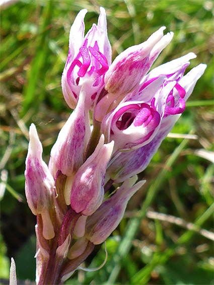 Emerging flowers