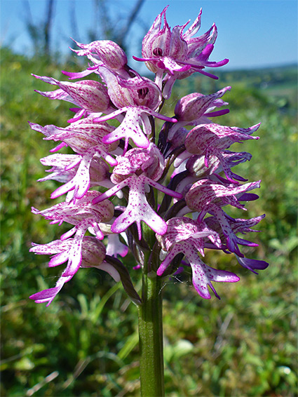 Pale-coloured flowers