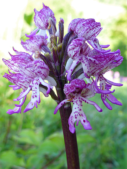 Compact flower cluster