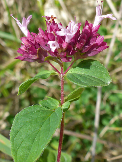 Flowers, stem and leaves