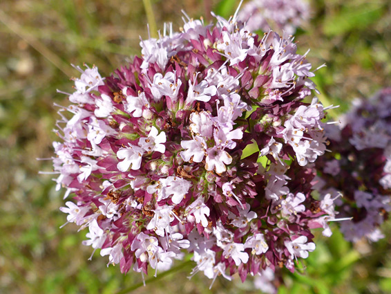 Dense flower cluster