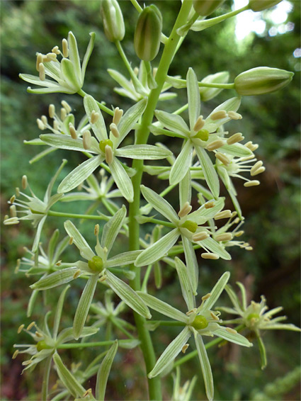 Ornithogalum pyrenaicum (spiked star-of-bethlehem), Stockwood Open Space, Bristol