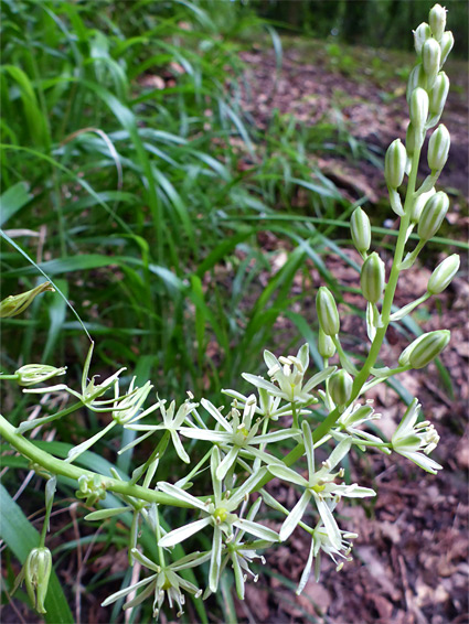 Curved flower spike