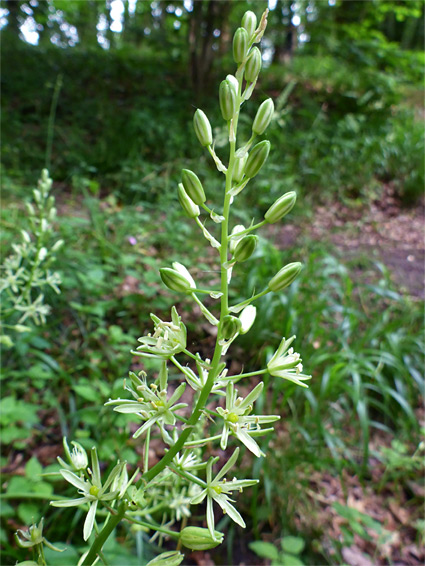 Developing flowers