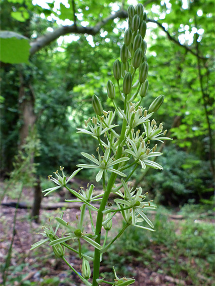 Flowers and buds