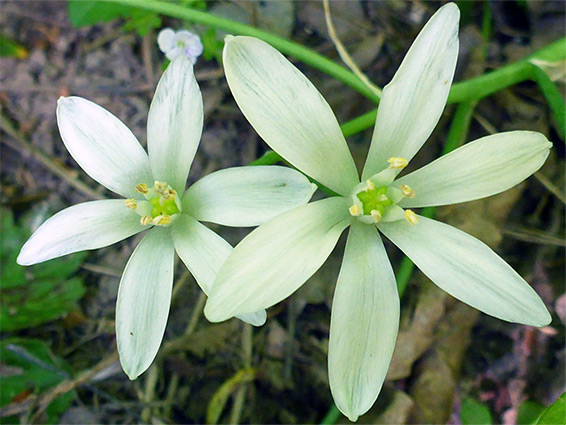 Ornithogalum umbellatum (common star-of-bethlehem), Heddon's Mouth, Devon